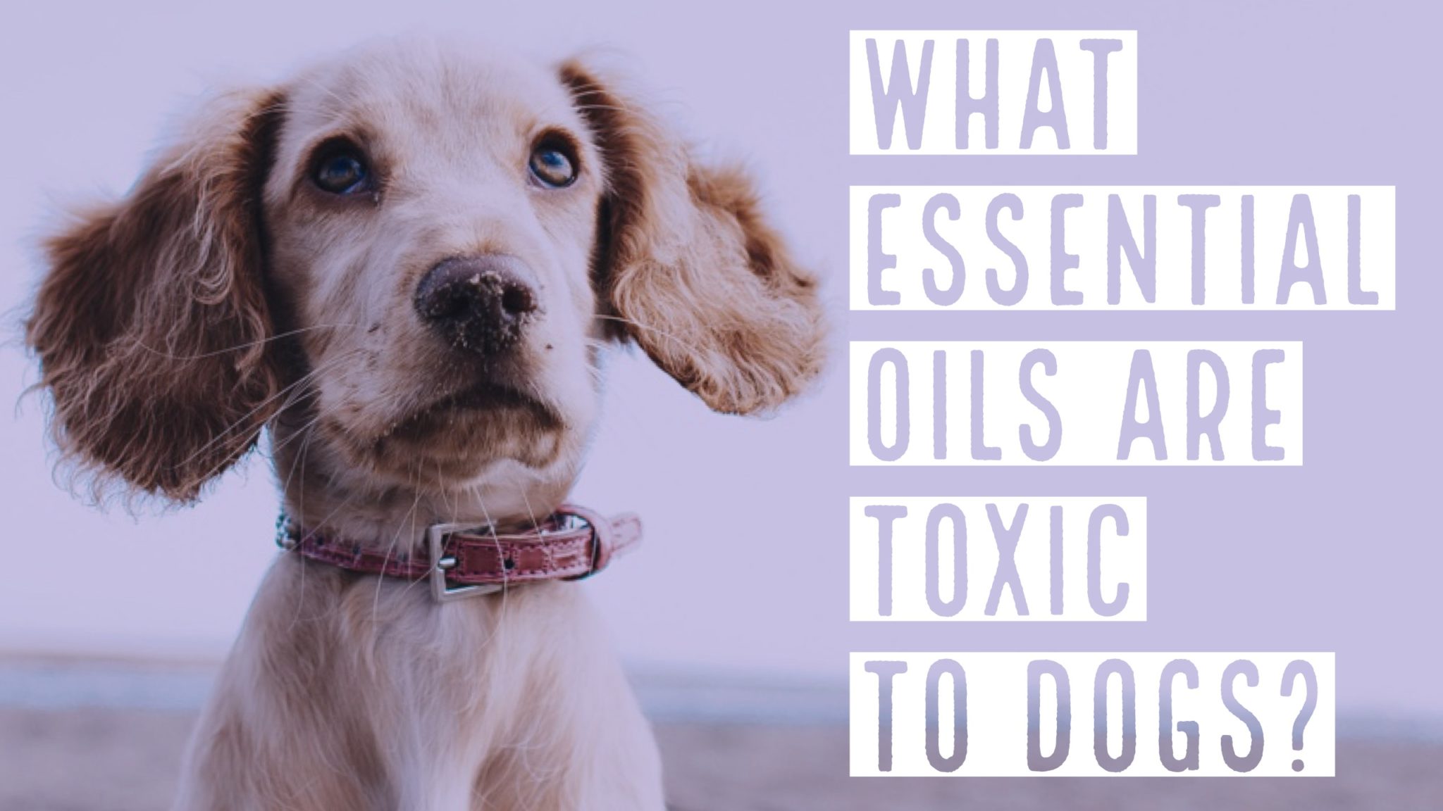 What essential oils are toxic to dogs?