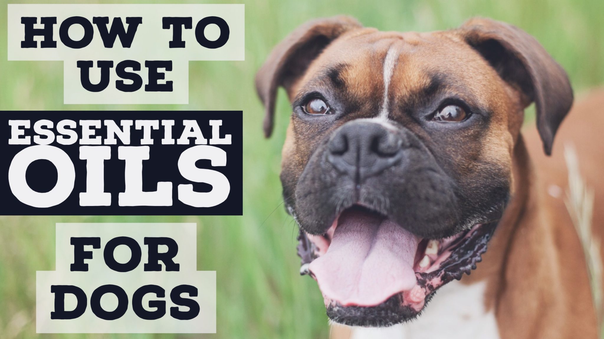 how to use essential oils with dogs